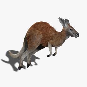 Kangaroo (RIGGED) (FUR)